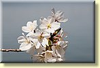 Cherry Blossom