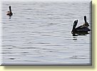 Pelicans