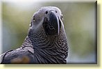 Polly want a finger?
