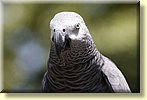 Zooworld Parrots