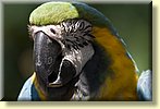 Zooworld Parrots