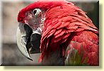 Zooworld Parrots